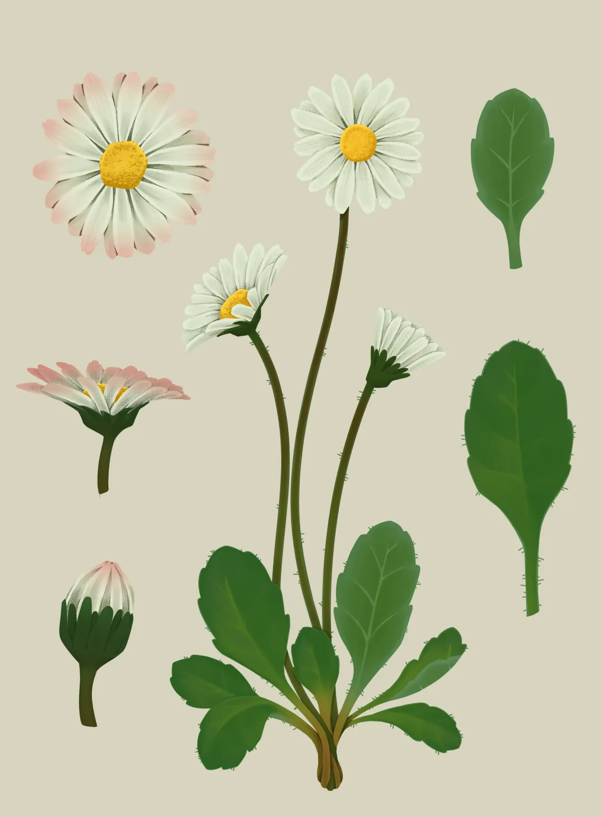 Illustration von Gänseblümchen, Variante 1 von María José Madrigal