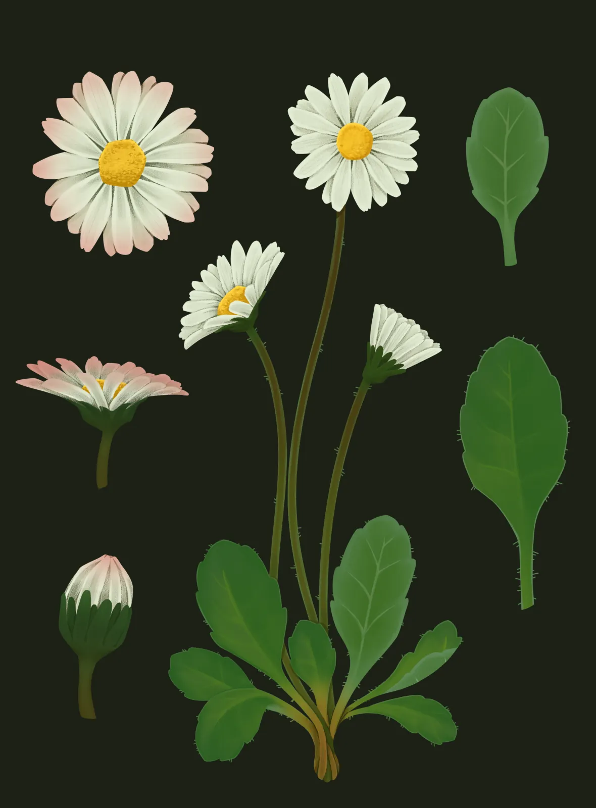 Illustration von Gänseblümchen, Variante 2 von María José Madrigal